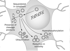 Review of neuroproteomics and proteins associated with brain function