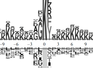 Research on prediction of lysine N-acetylation sites in the human proteome