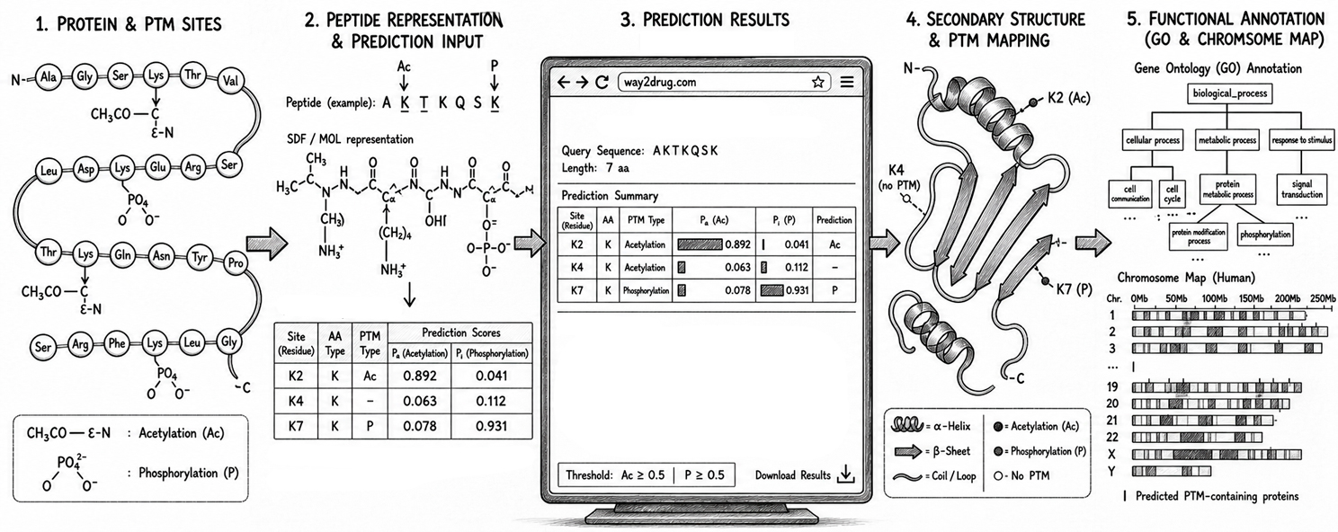 Post-Translational Modifications