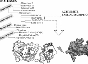 Proteochemometric research on candidate viral protease inhibitors